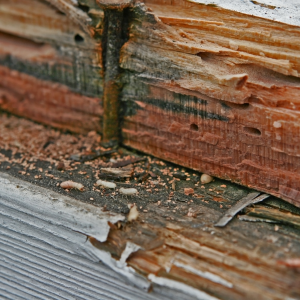 How to Sell a Home With Termites Huntsville