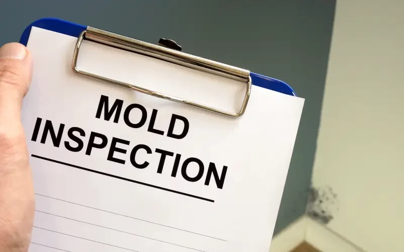 How to Detect and Confirm Mold in Your Home