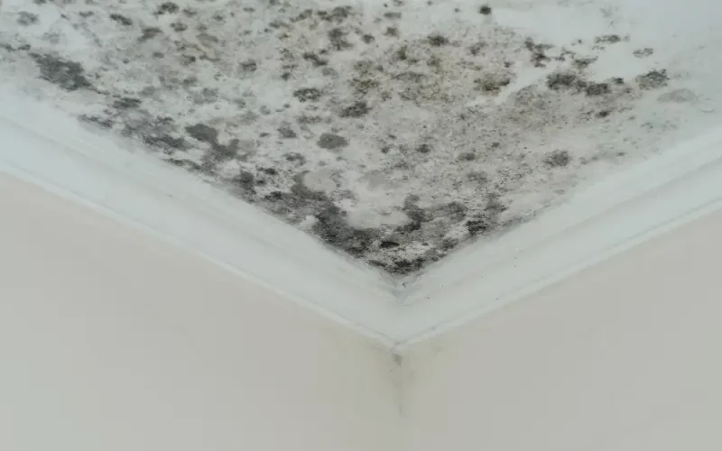 Selling A House With Mold in Georgia