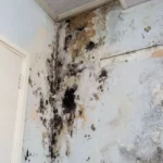 Can You Sell a House with Mold in North Carolina