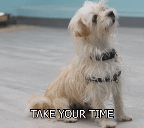 puppy waiting for response
